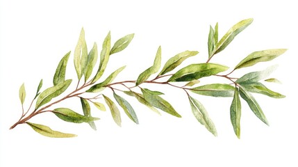 Watercolor illustration of a willow branch on a white background Stylish design suitable for holiday cards and invitations