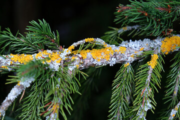 lichen on a fir tree, colored rust on a tree
