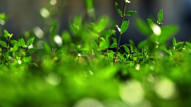 A lush green shrub with vibrant leaves glistens under the warm sunlight, creating a serene and radiant natural scene.