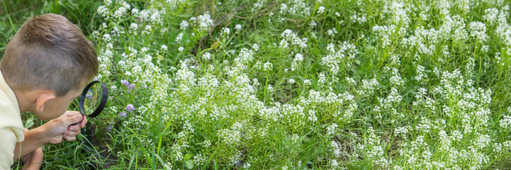 the boy looks at the flower through a magnifying glass. Selective focus