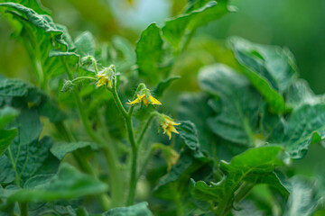 Small yellow flowers of a green young tomato bush growing in the garden. The concept of growing vegetables in a garden household, beauty in zoom