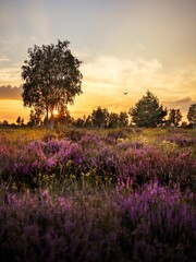 Während der Heideblüte im August zum Sonnenuntergang in der Oranienbaumer Heide (Sachsen-Anhalt,...