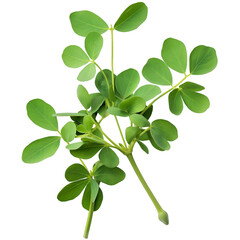 Obraz premium Fenugreek, Methi, Herb, Isolated on Transparent Background, Graphic Resource for Gourmet Advertising, Menu Design, Website Banners, Packaging, and Social Media Campaigns