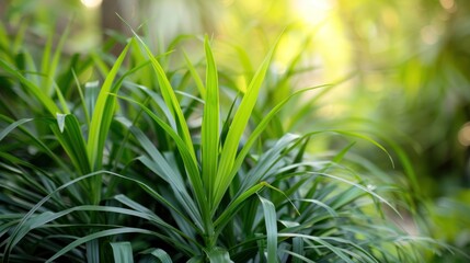 A lush green plant with long green leaves