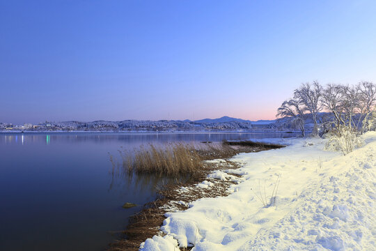 Winter and sunset view of snow covered Gyeongpo Lake with water pland and trees near Gangneung-si, South Korea