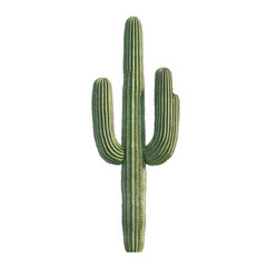 Tall Saguaro Cactus on White Background