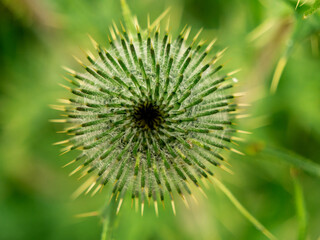 Close-up of Spear thistle with spiky details, captured in a lush garden during summer