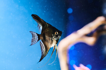 Exotic fish swimming in aquarium close-up on dark water background