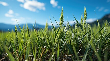Obraz premium Field With Green Grass and Blue Sky 