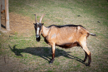 goat portrait farming animal theme outdoor rural country side yard environment space