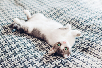 White and grey cat lying upside down on couch covered with blanket at home. Pet looking at camera