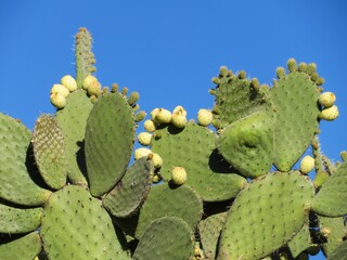 cactus opuntia with fruits in a desert