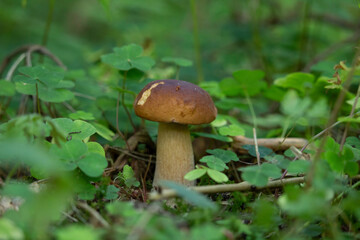 One Leccinum mushroom growing in the forest, Young autumn  mushroom