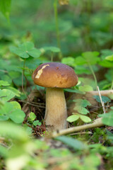 One Leccinum mushroom growing in the forest, Young autumn mushroom,