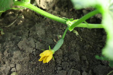 Yellow flower growing on cucumber stem outdoors, closeup