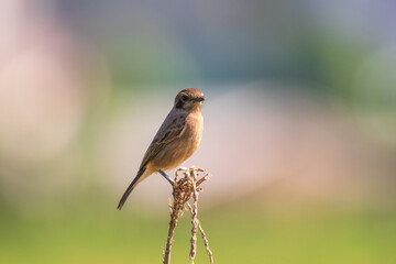 The Pied Bush Chat is a small, striking bird with distinctive black-and-white plumage. Common in open areas and scrubland, it has a melodious song and is known for its active, inquisitive behavior.