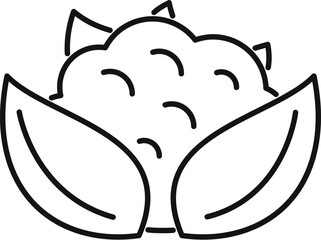 Simple icon of a cauliflower with leaves growing on a farm, ready to be harvested and turned into delicious food