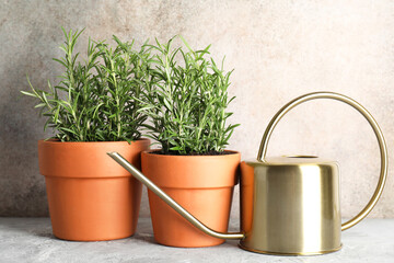 Rosemary plants growing in pots and watering can on grey textured table. Aromatic herb