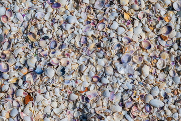 Many different seashells on the beach