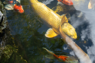 fishes swimming under water under sunlight