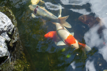 fishes swimming under water under sunlight
