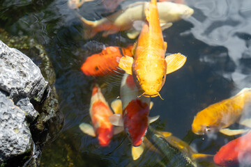 fishes swimming under water under sunlight