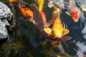 fishes swimming under water under sunlight