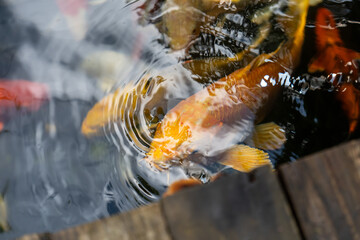 fishes swimming under water under sunlight