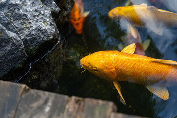 fishes swimming under water under sunlight