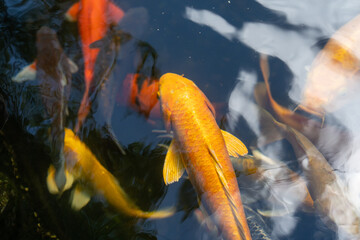 fishes swimming under water under sunlight