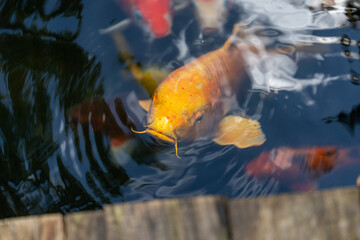 fishes swimming under water under sunlight