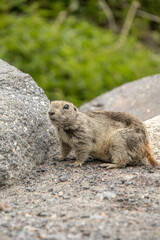 Gopher in natural habitat