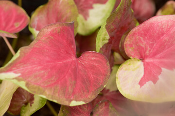 Leaves Series,green leaf close up background.Textured,abstract background,leaves,fresh green,photo concept nature and plant.