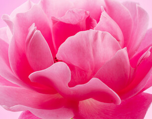 Tender petals of pink rose or Bulgarian rose close up. Beauty of nature background concept..