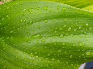 White Spotted Green Leaves of a Variety of Calla - Natural Indoor Elegance, Detail of Calla Leaves with Irregular White Spots - Vibrant Texture of an Ornamental Plant, Exquisite Green Sagittate Leaves