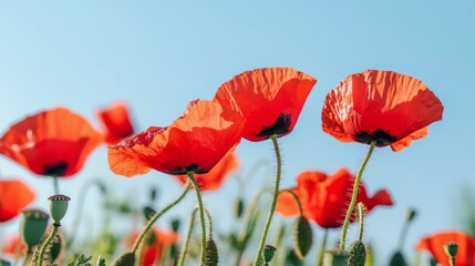 Naklejka premium A field of red poppies swaying in the breeze under a clear blue sky, capturing the vivid contrast of colors in nature.