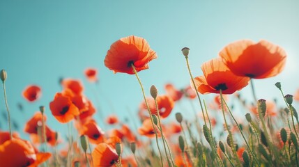 Fototapeta premium A field of red poppies swaying in the breeze under a clear blue sky, capturing the vivid contrast of colors in nature.
