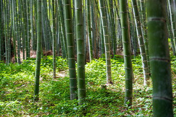 Close up of Arashiyama bamboo forest, Kyoto, Japan