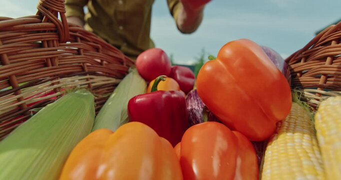 A young farmer placing vegetables into a wicker basket, viewed from inside the basket.