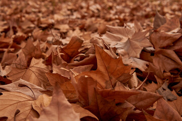 close up postcard golden autumn leaves. Concept of fall season.    
