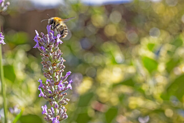 Bee on lavender plant known for producing high yields of honey, Summer, UK