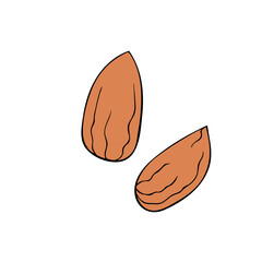 Almond nut. Flat and outline design. Vector Illustration, color clip art isolated on white background.