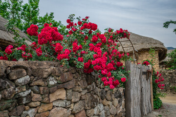 Suncheon-si, Jeollanam-do, South Korea - May 19, 2021: Summer view of red vine roses on stone wall and entrance door of a thatched house at Nagan Eupseong Folk Village