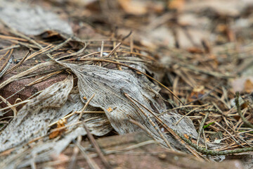 A peaceful forest floor is covered with colorful leaves and pine needles, showcasing the beauty of autumn.