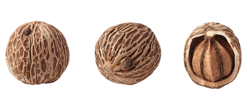 Close-up of a nutmeg seed in three different views.