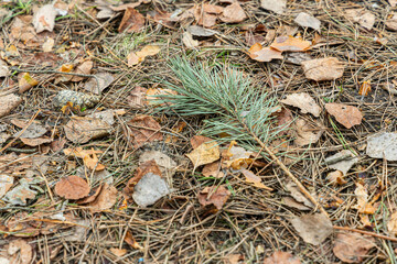 Amidst a carpet of fallen leaves, a lone pine branch lays gracefully on the soft forest floor, evoking autumn's charm.