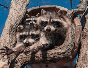 A group of three raccoons is huddled inside the hollow of a tree, with one raccoon reaching out and the others looking on from within. © Evgenii Bakhchev
