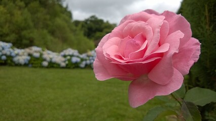 pink rose in the garden