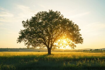 Fototapeta premium A lone tree stands tall in the middle of a grassy field, with sunlight beautifully filtering through its branches.