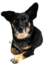 Corgi laying down against white background